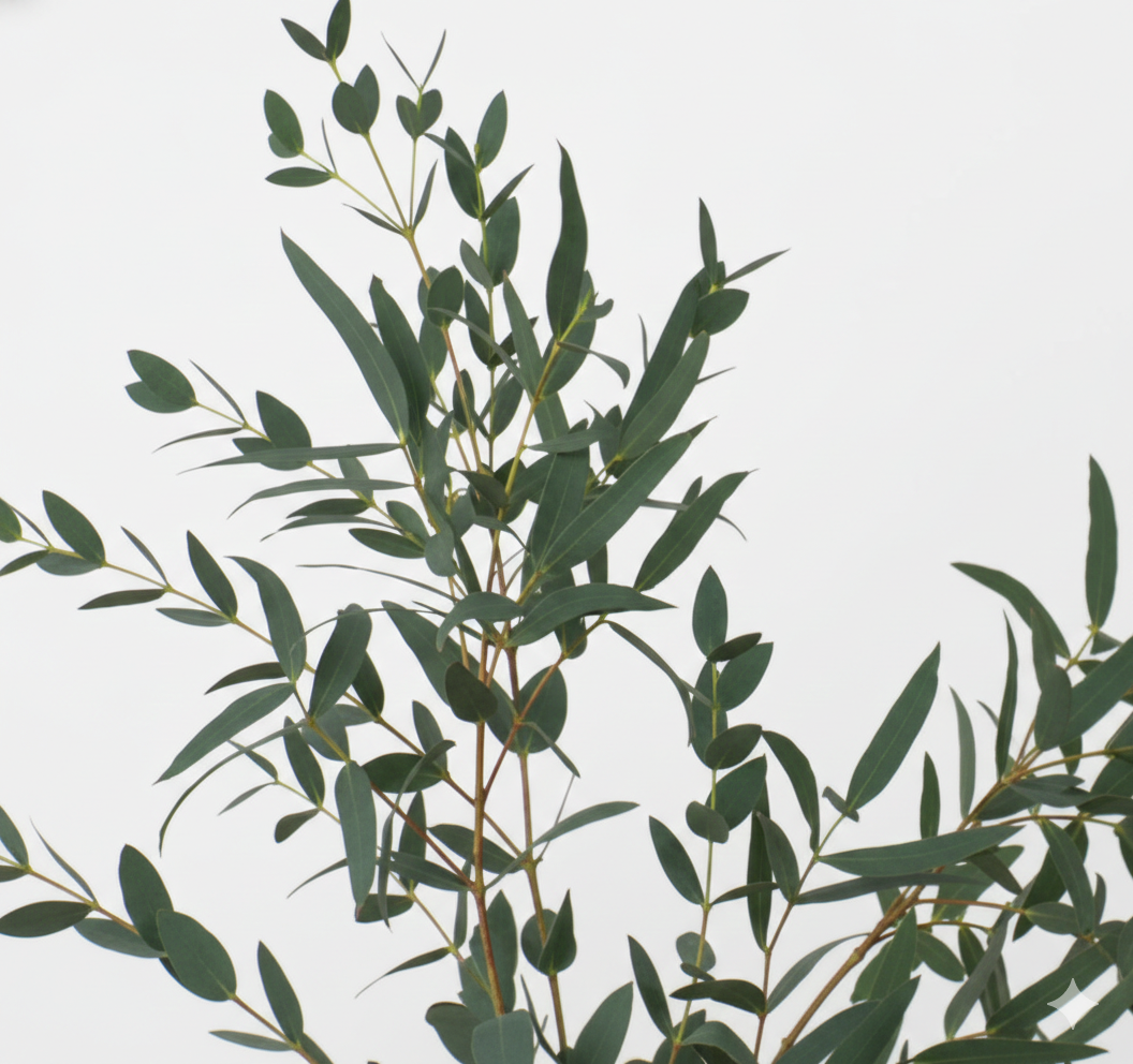 Parvifolia