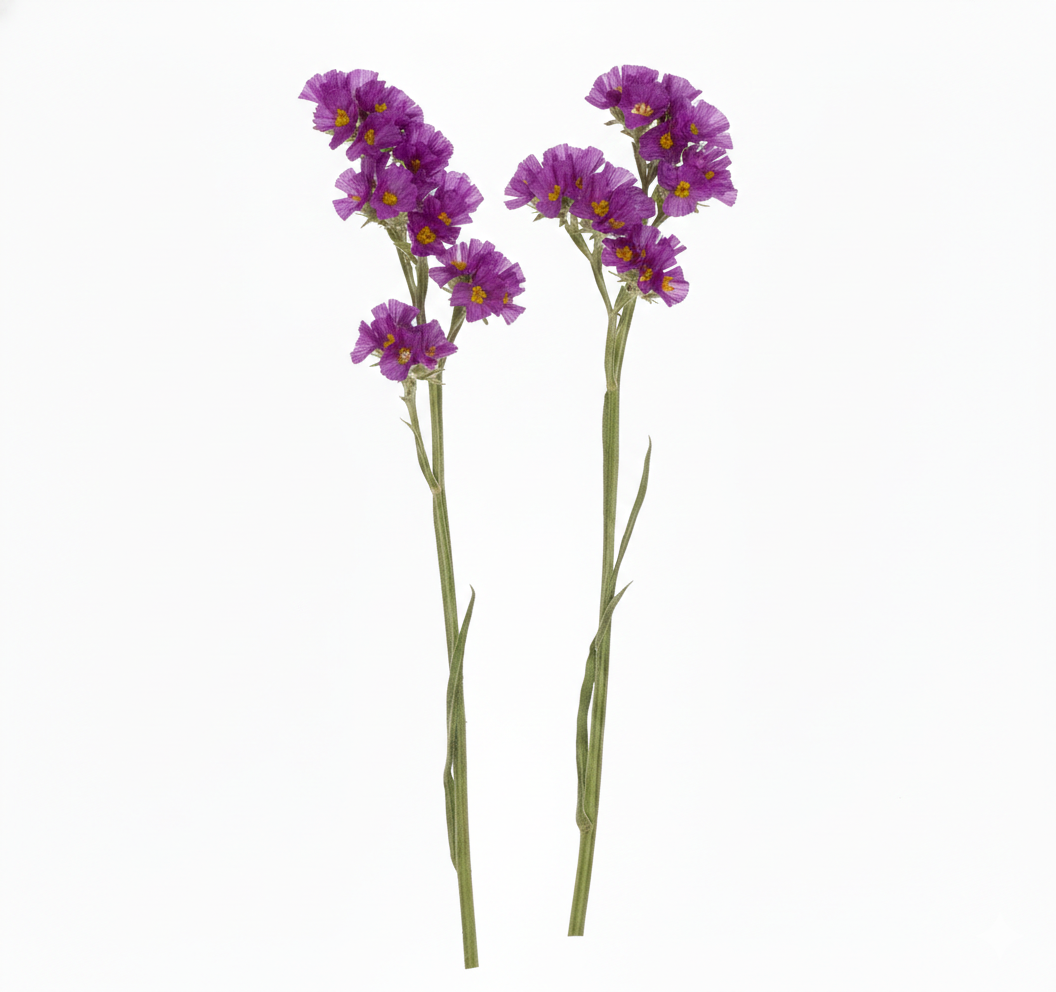 Statil morado